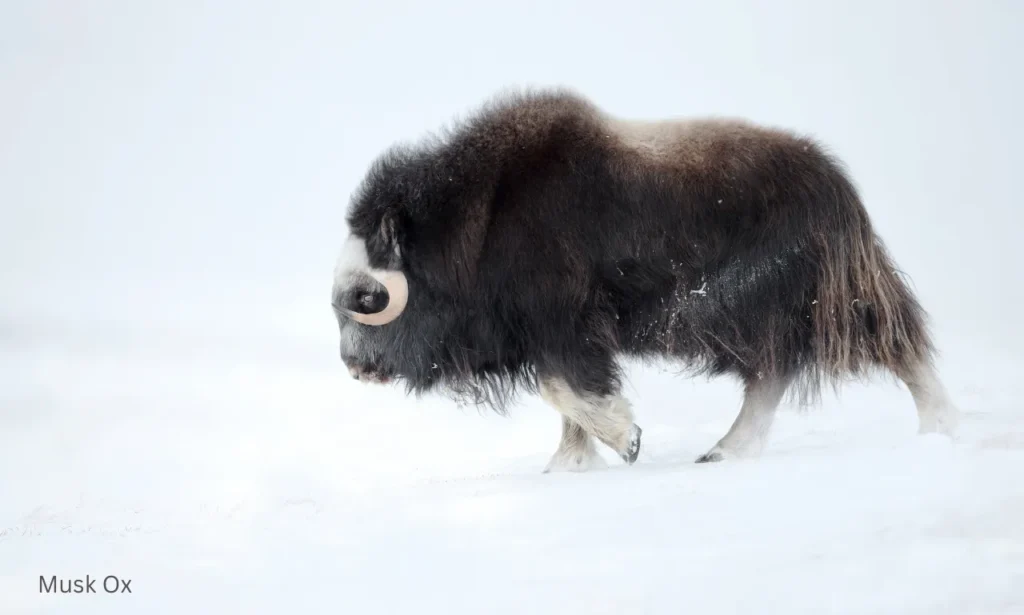 A Musk Ox standing alone in the Arctic tundra covered in snow.