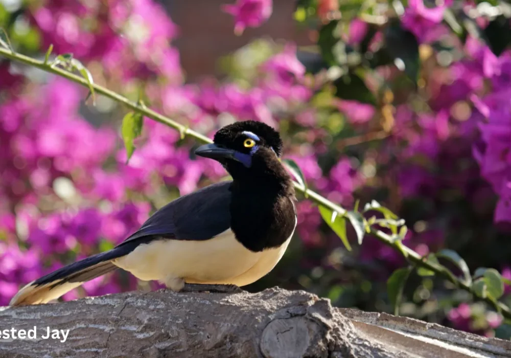 The Fascinating World of Crested Woodland Birds: Nature’s Crowned Beauties