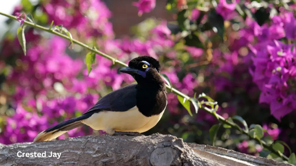 crested jay: crested woodland birds