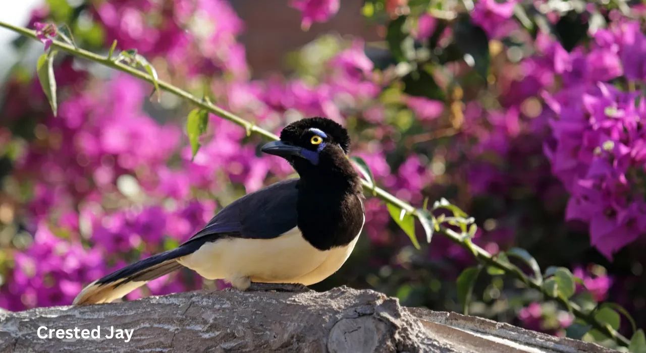 The Fascinating World of Crested Woodland Birds: Nature’s Crowned Beauties