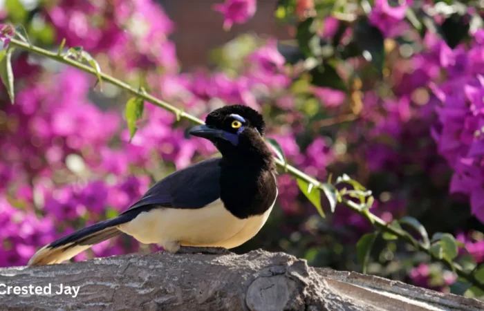 The Fascinating World of Crested Woodland Birds: Nature’s Crowned Beauties