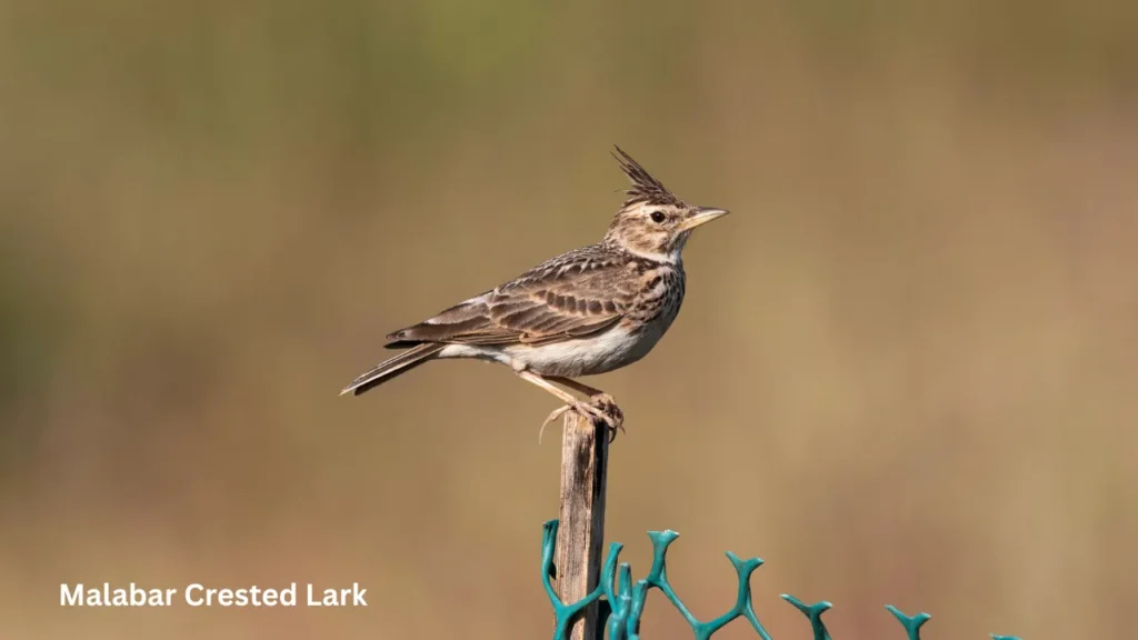 Malabar Crested Lark: crested woodland bird