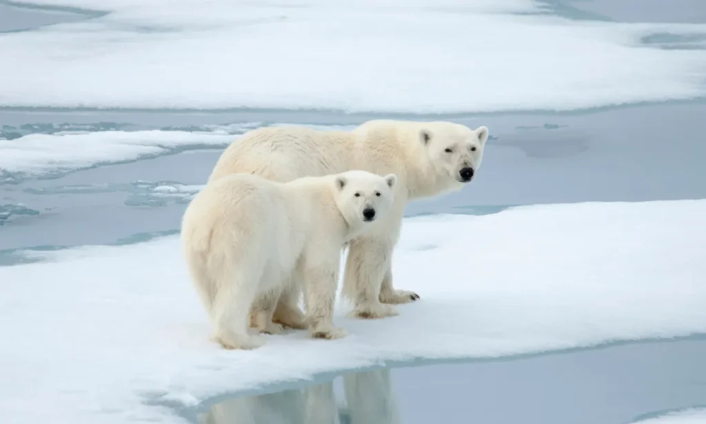 Beautiful arctic animals: Two polar bears walking on ice in the Arctic, reflecting on the water below