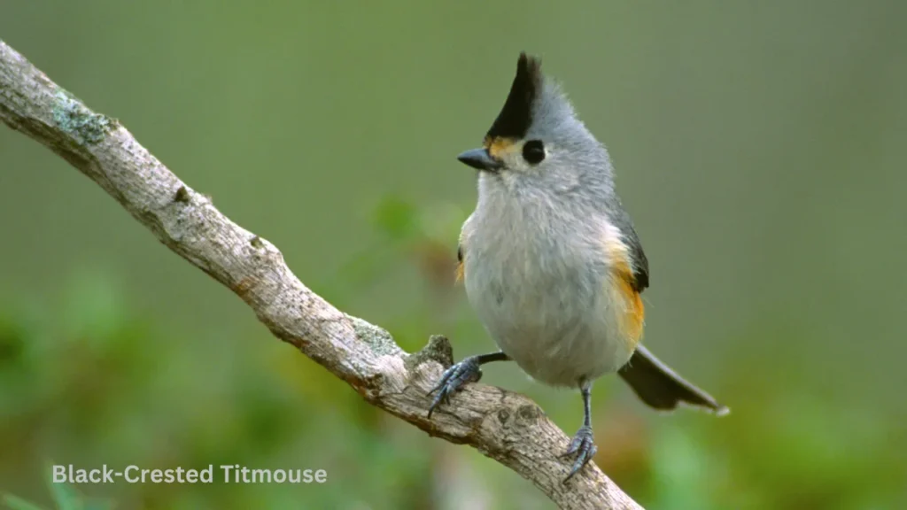 Black-Crested Titmouse