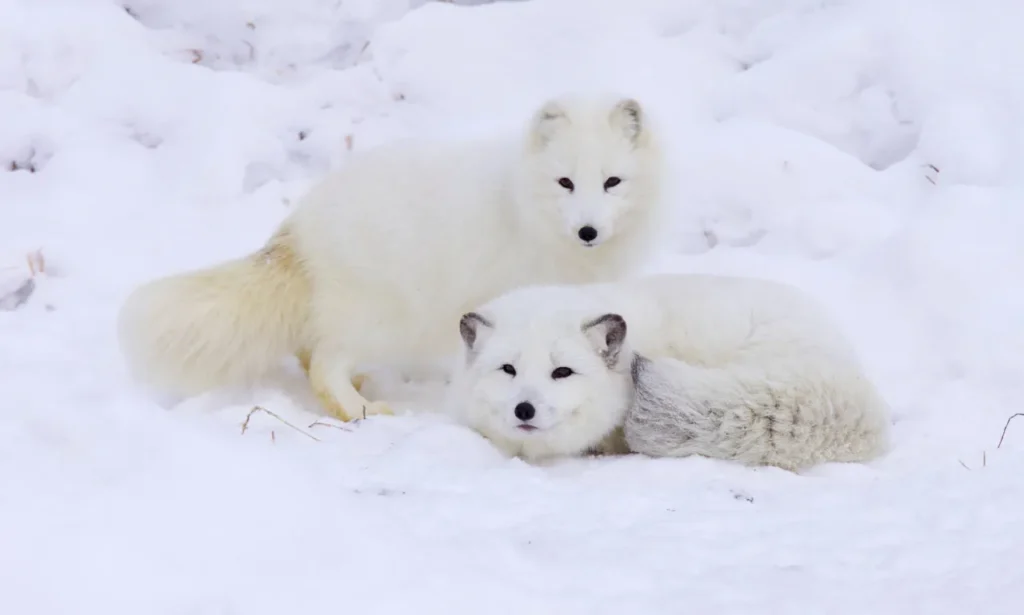  beautiful arctic animal: Two Arctic foxes curled up in the snow, their white fur blending into the landscape