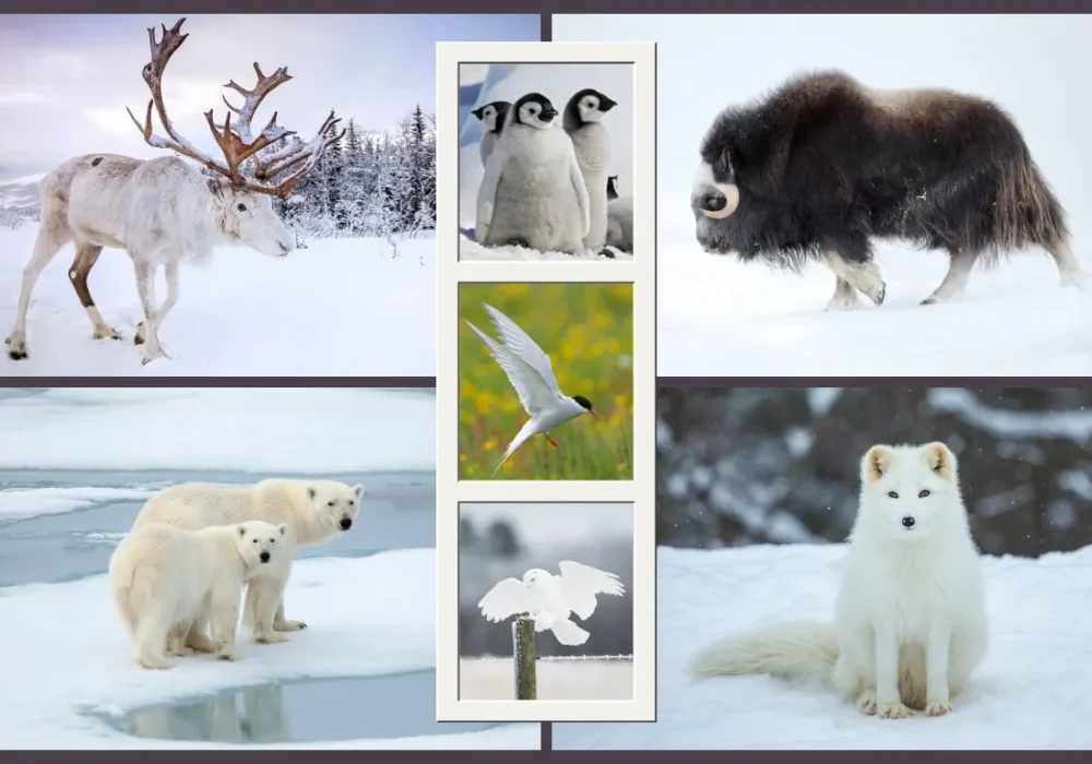 Top 14 Most Beautiful Arctic and Antarctic Animals