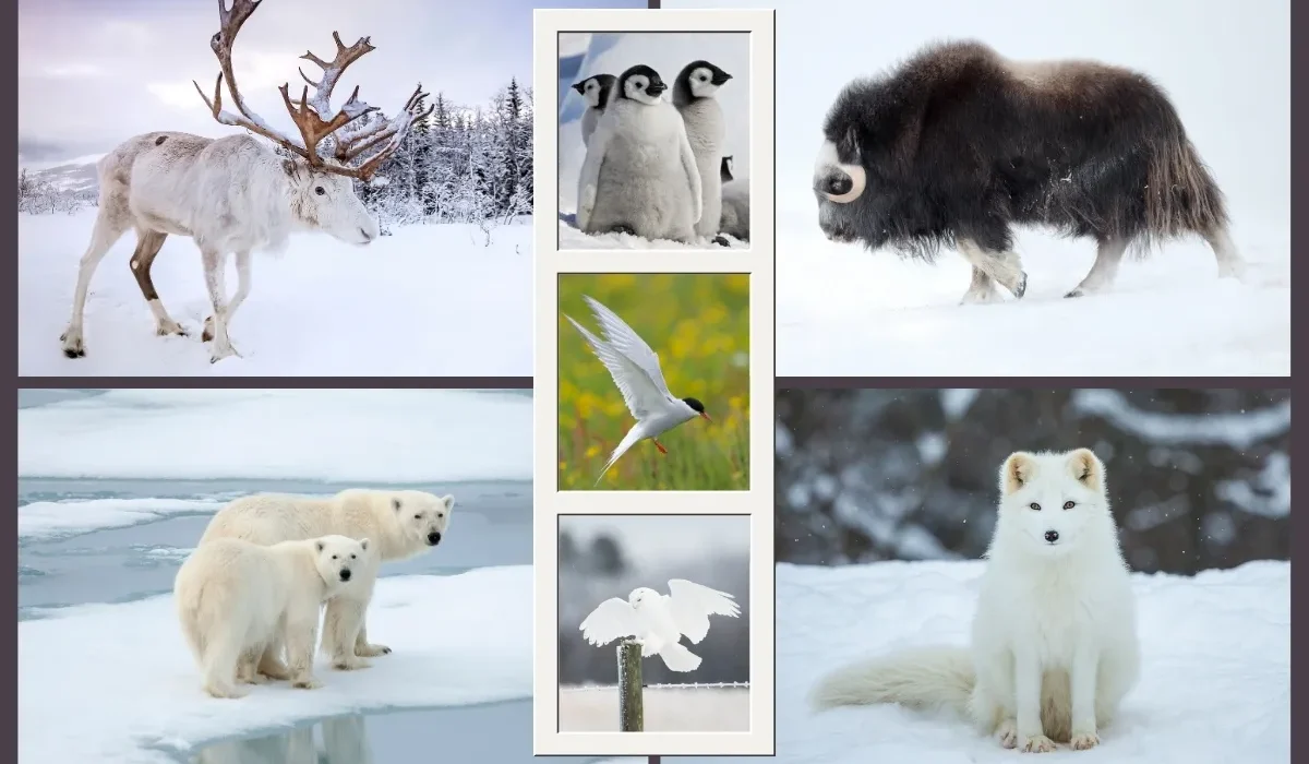 Top 14 Most Beautiful Arctic and Antarctic Animals