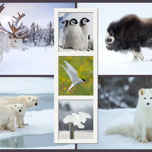 Top 10 Most Beautiful Arctic Animals: Stunning Pictures and Facts