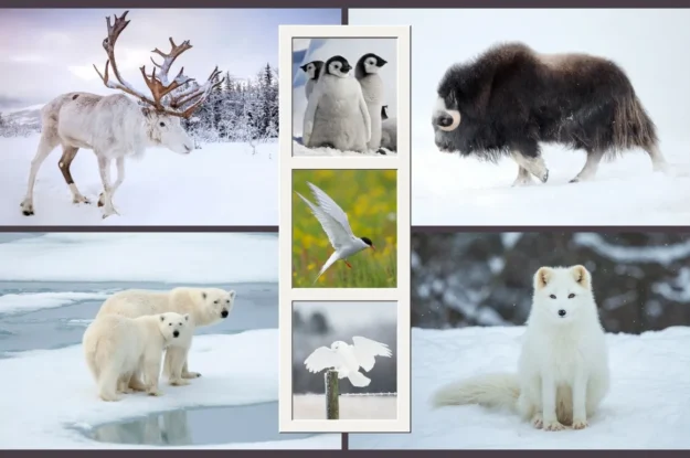 Top 14 Most Beautiful Arctic and Antarctic Animals