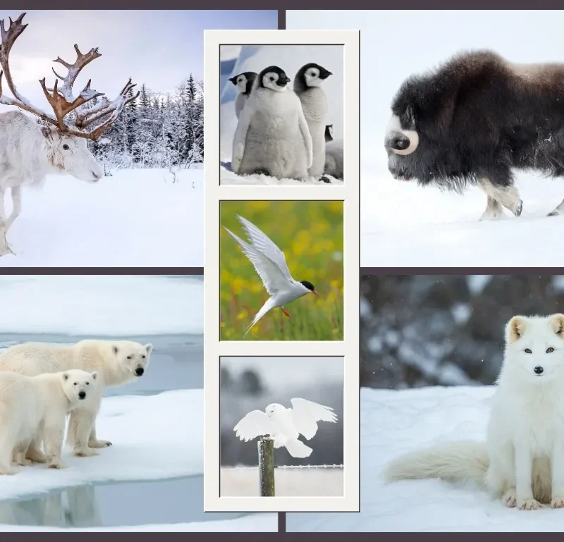 Top 10 Most Beautiful Arctic Animals: Stunning Pictures and Facts