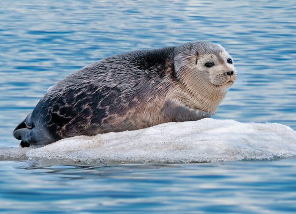 The Ringed Seal