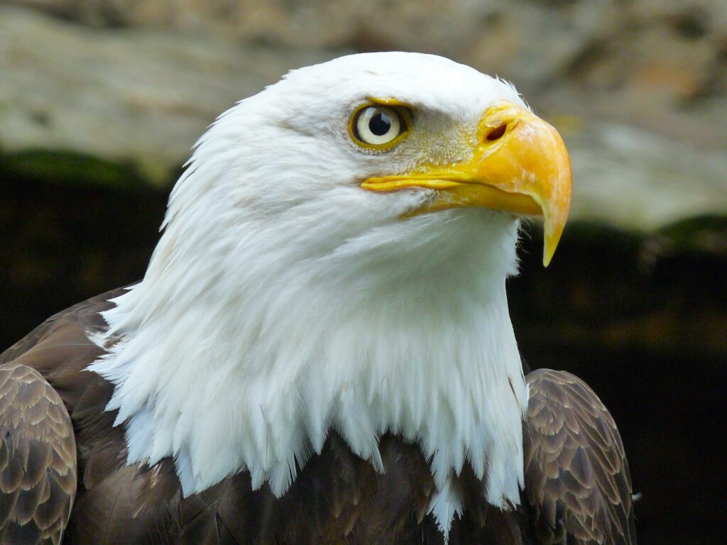 bALD eAGLE - YELLOW STONE NATIONAL PARK
