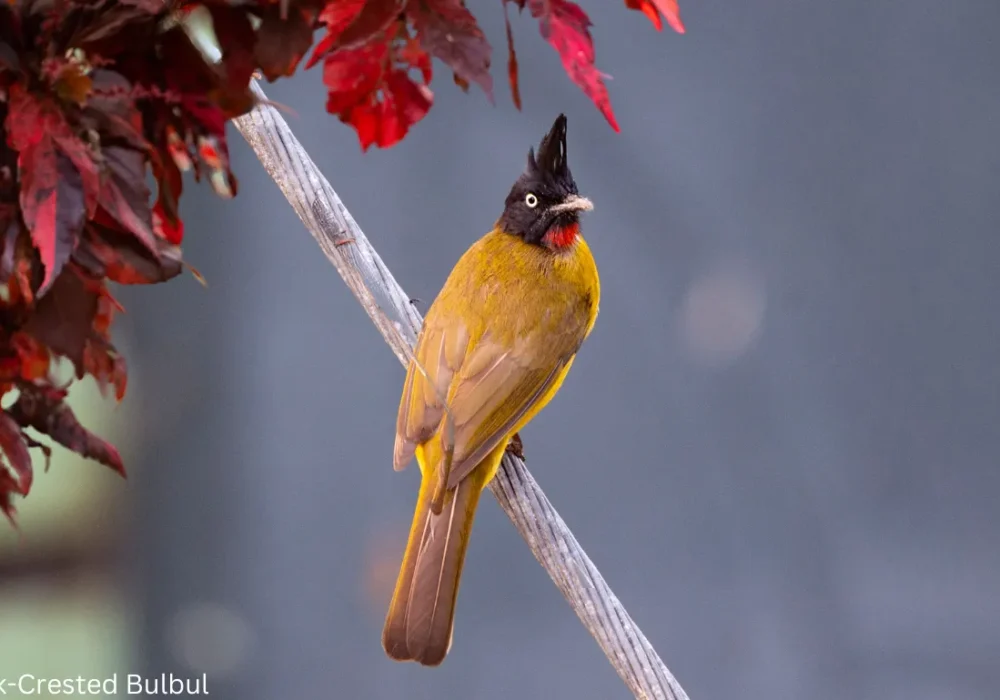 The Fascinating World of Crested Woodland Birds: Nature’s Crowned Beauties