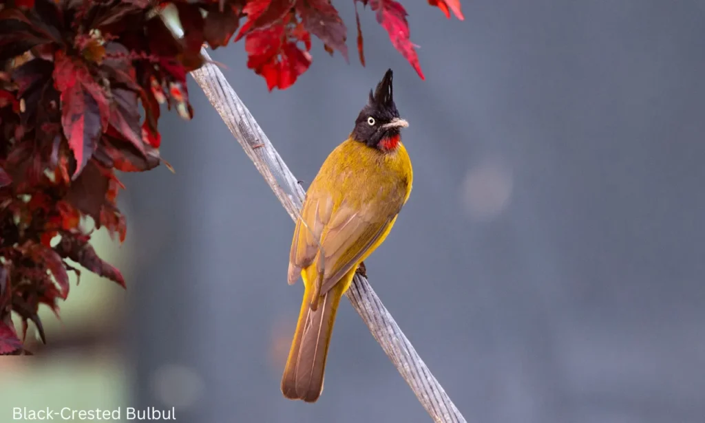 Crested woodland birds - wetland bulbul perching on a post