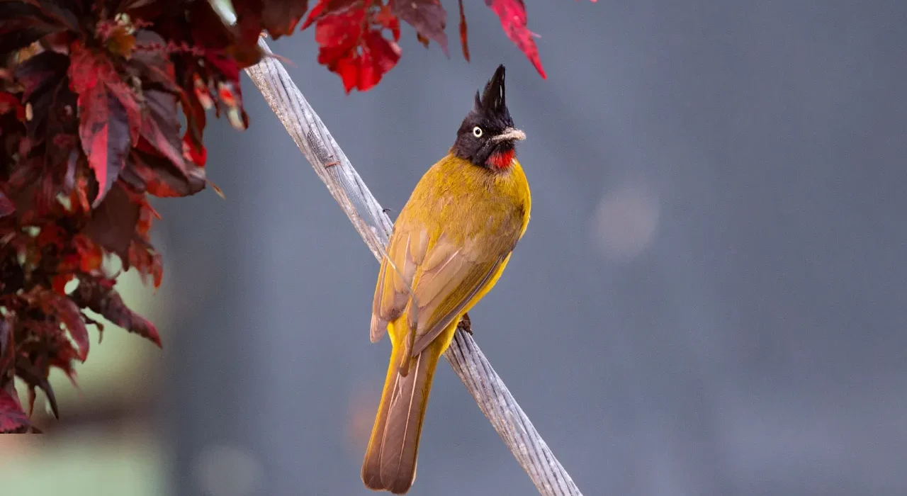 The Fascinating World of Crested Woodland Birds: Nature’s Crowned Beauties