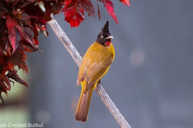 The Fascinating World of Crested Woodland Birds: Nature’s Crowned Beauties