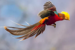 A Golden Pheasant with bright red and golden feathers standing in a forest, part of the beautiful pheasants collection. Rarely Known Facts About Pheasants