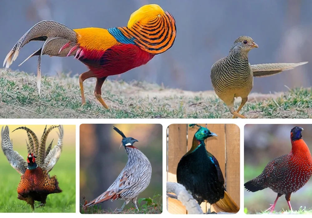 20 Fascinating and Rarely Known Facts About Pheasants