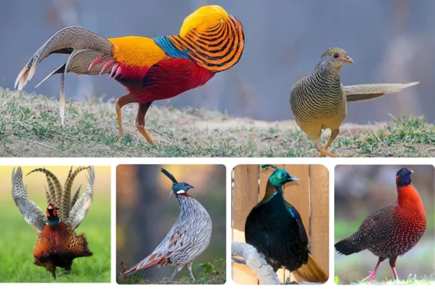 20 Fascinating and Rarely Known Facts About Pheasants