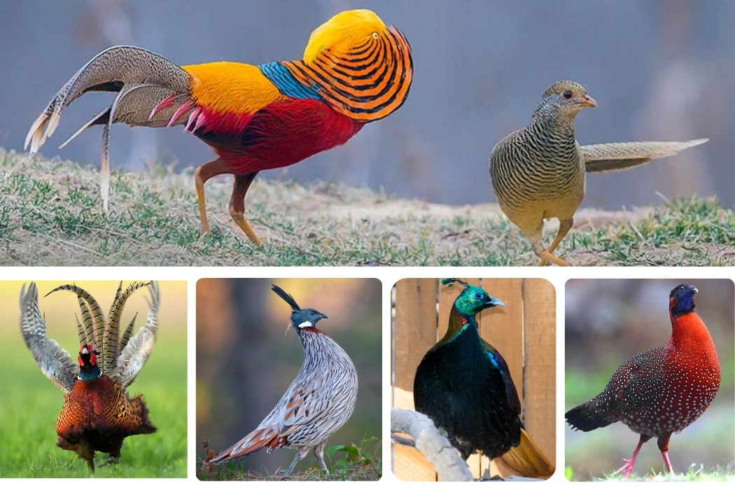 20 Fascinating and Rarely Known Facts About Pheasants