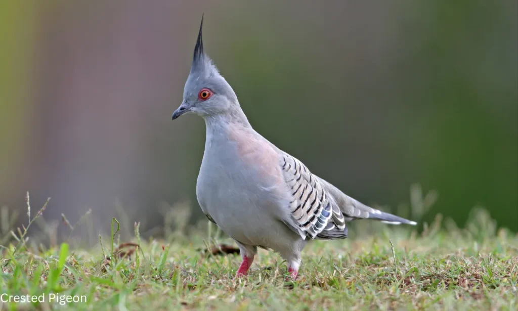 Crested Pigeon: The Unique, Graceful Australian Bird