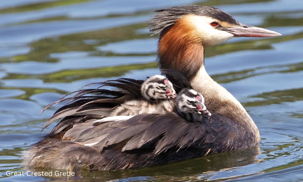 crested wetland bird - beautiful gerebe swiming with cute kids on her back