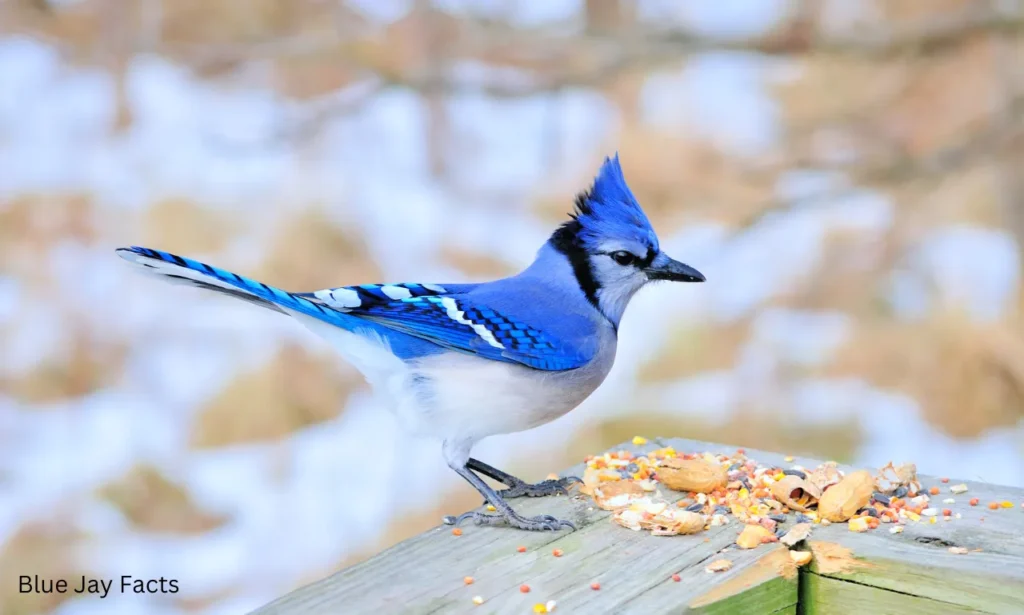 a blue jay eating from a bird feeder in the snow - crested wetland bird