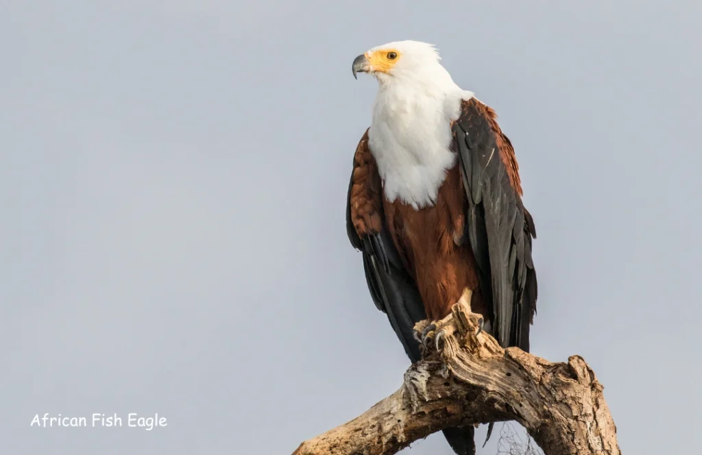  African Fish Eagle