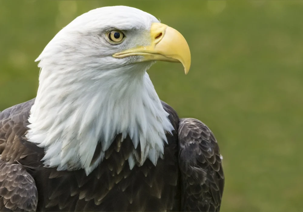 8 Most Beautiful Eagles in the World