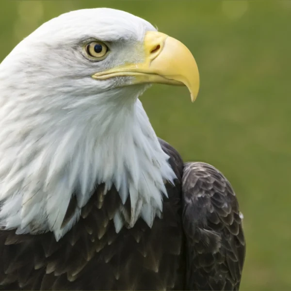 8 Most Beautiful Eagles in the World