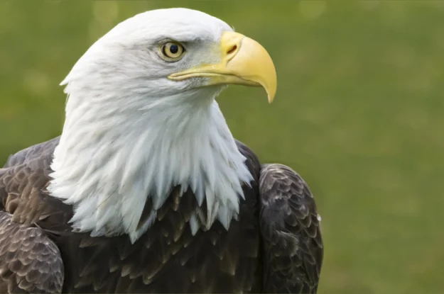 8 Most Beautiful Eagles in the World