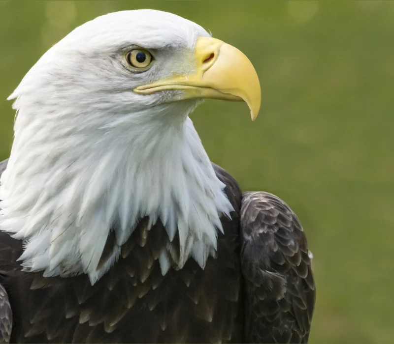 8 Most Beautiful Eagles in the World