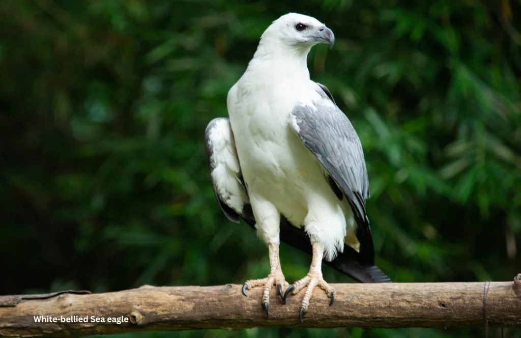 White-Bellied Sea Eagle