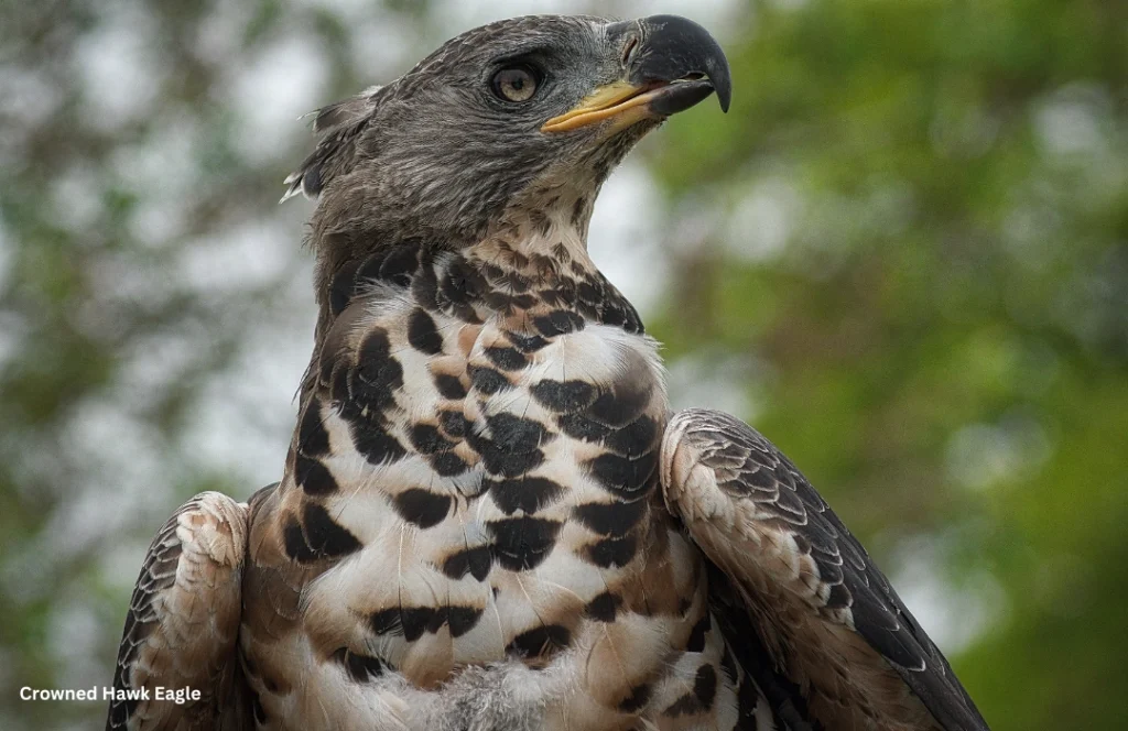 Crowned Hawk Eagle: The Stealthy Hunter of Africa’s Jungles