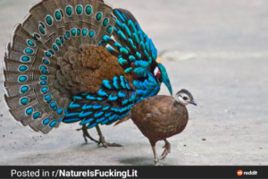 Rarely Known Facts About Pheasants