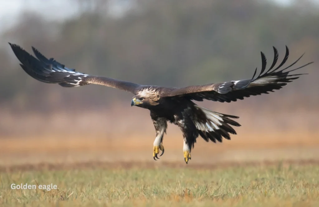 Captured mid-flight, this golden eagle spreads its broad wings against a clear blue sky. The golden hues of its feathers glisten in the sunlight, highlighting its agility and grace as a top predator in the wild.