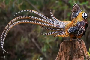 Reeves's Pheasant: Rarely Known Facts About Pheasants