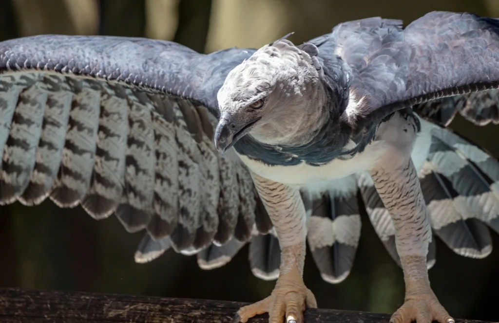 This harpy eagle, with its distinctive crown of feathers, is perched on a tree stump, scanning its surroundings. The bird’s powerful build and intense gaze reflect its status as one of the most formidable raptors in the rainforest.