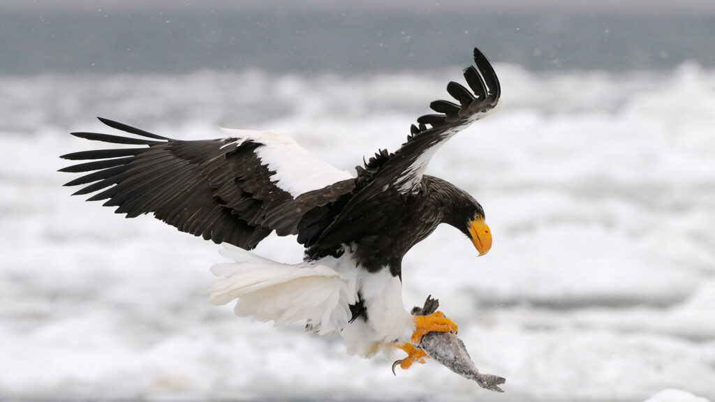 animals_hero_stellers_sea_eagle