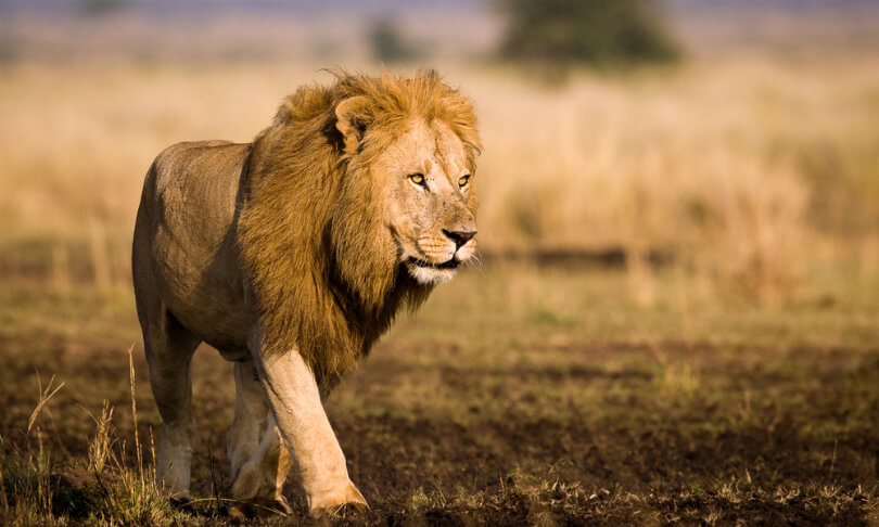 Gorgeous lions: West African Lion