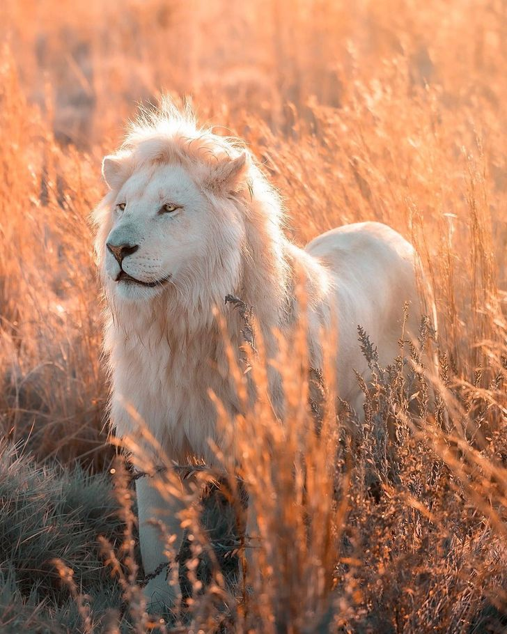 gorgeous lions: white lion just waoo beauty 