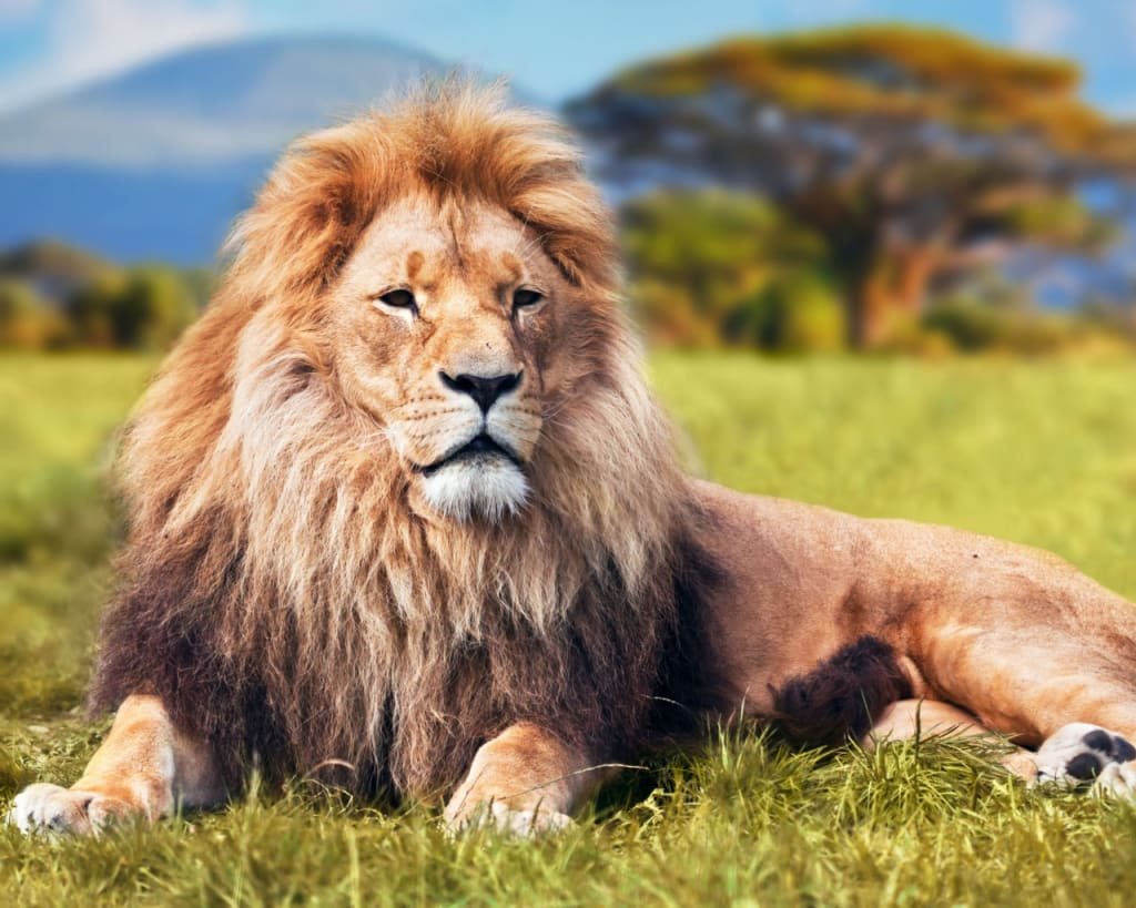 gorgeous lions: jungle lion sitting like real wild king