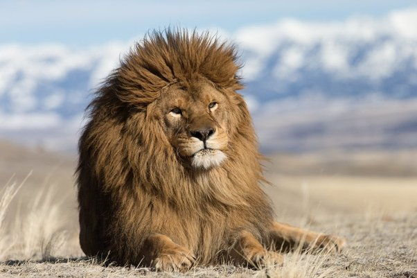 Gorgeous lions: Barbary Lion sitting in Savana
