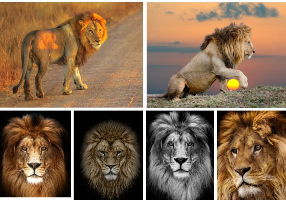 10 Rare and Gorgeous Lions: Kings of the Animal Kingdom