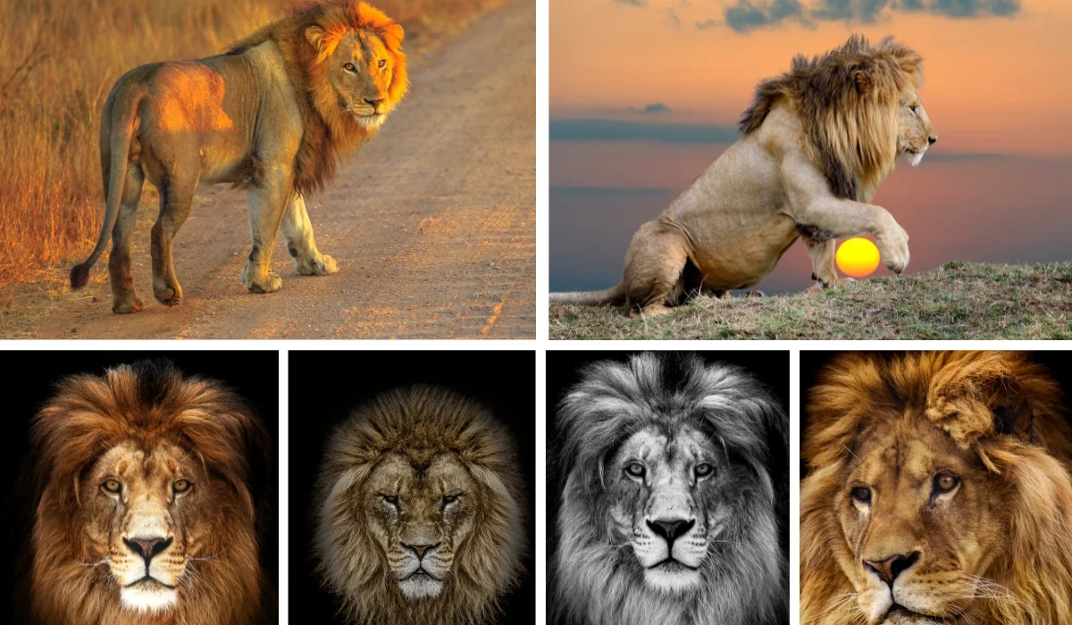 10 Rare and Gorgeous Lions: Kings of the Animal Kingdom