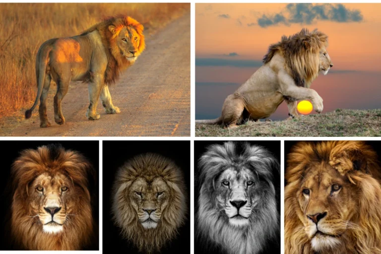 GORGEOUS LIONS OF THE WORLD